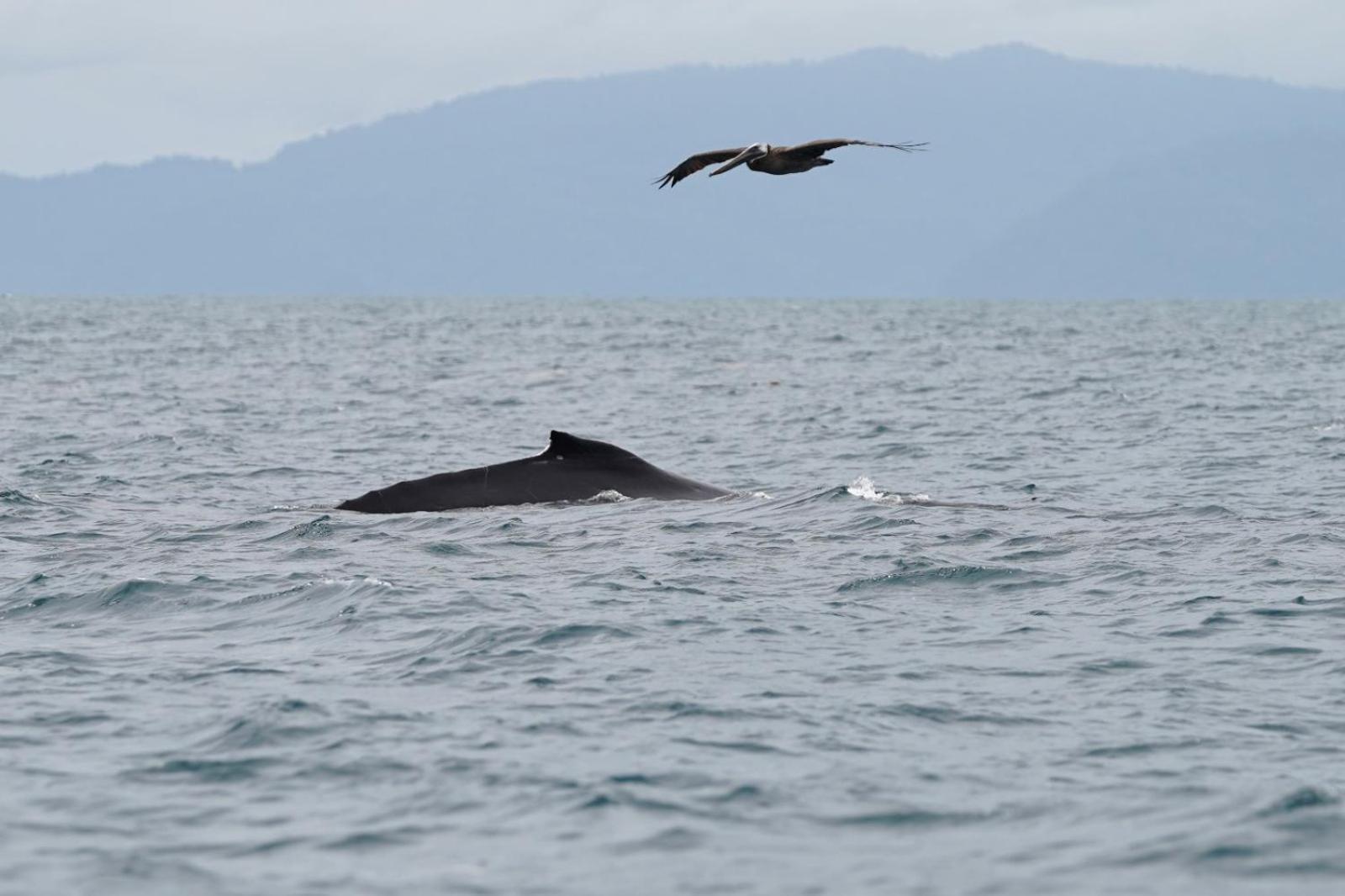 Dolphin Quest Costa Rica Villa Piedras Blancas Buitenkant foto