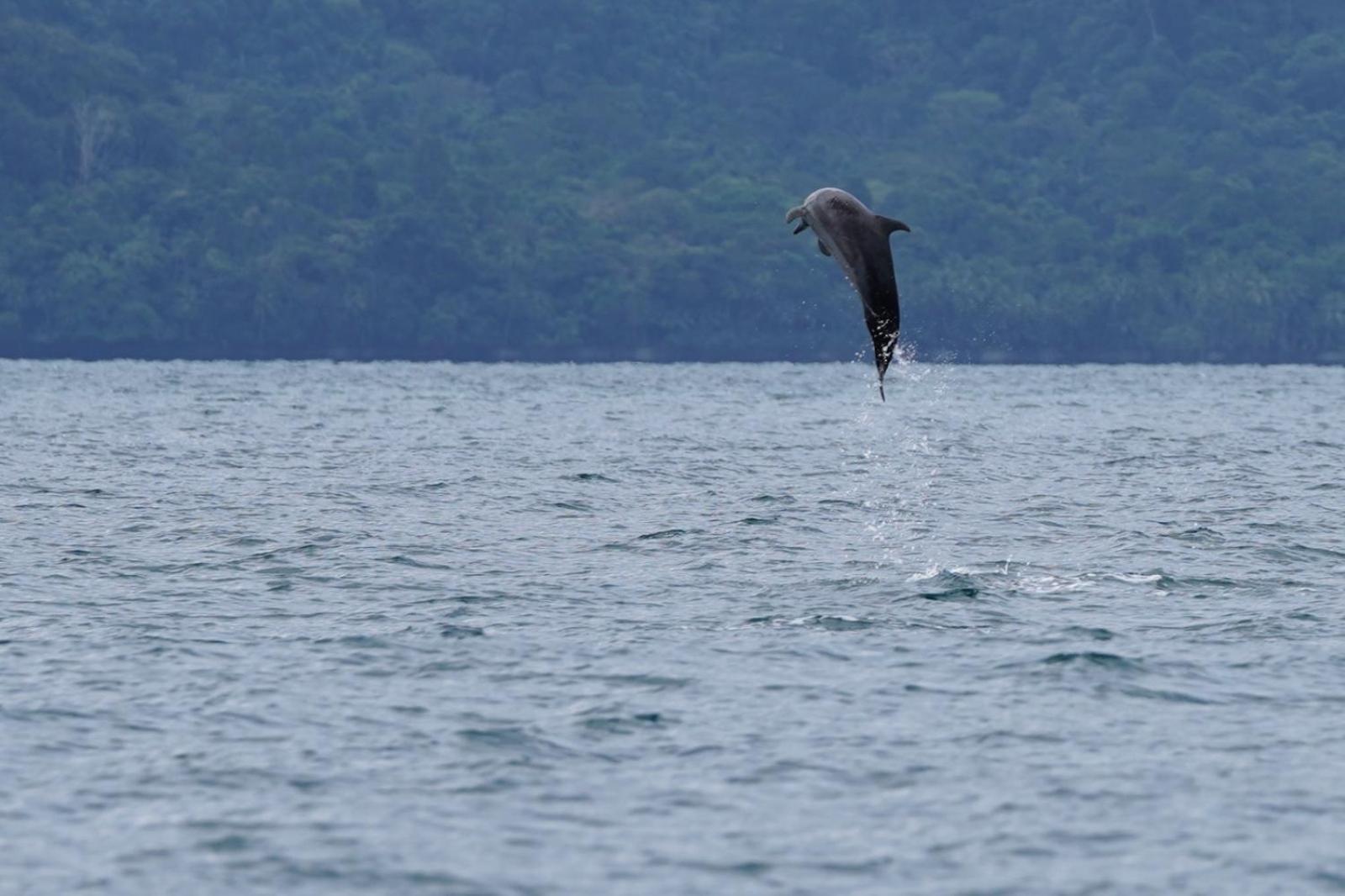 Dolphin Quest Costa Rica Villa Piedras Blancas Buitenkant foto